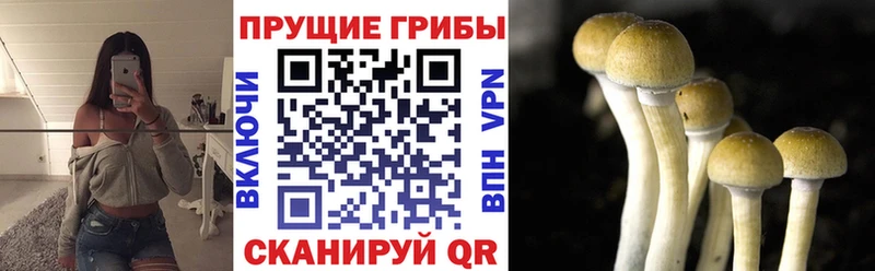 купить наркотики сайты  Гдов  Галлюциногенные грибы Magic Shrooms 